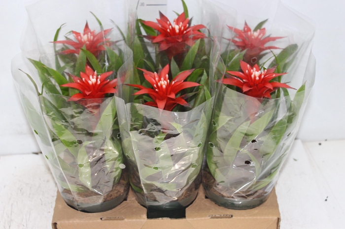 <h4>GUZMANIA VERMELHA P12</h4>
