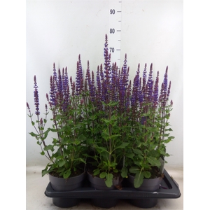 Salvia nemorosa