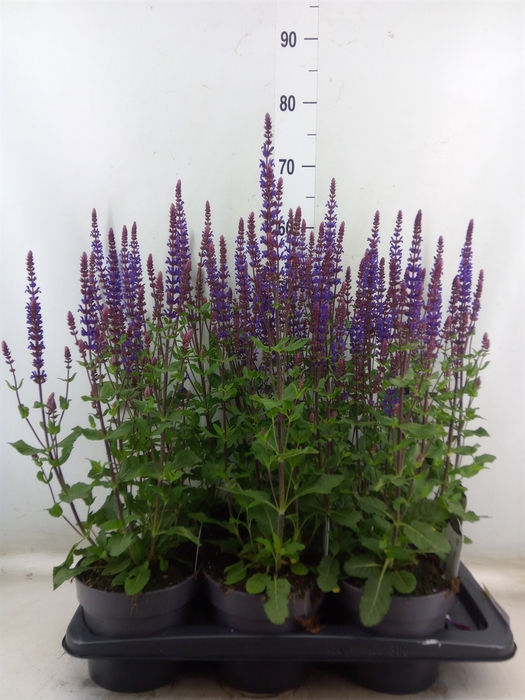 <h4>Salvia nemorosa</h4>