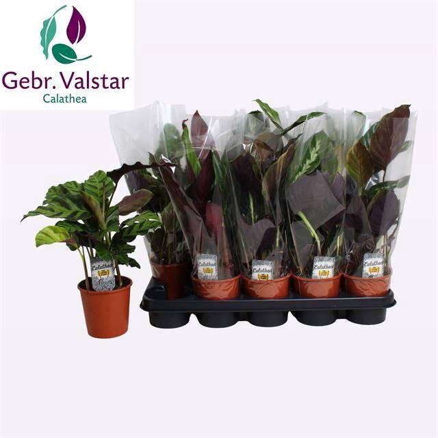 <h4>CALAT GEM 3 SRT</h4>