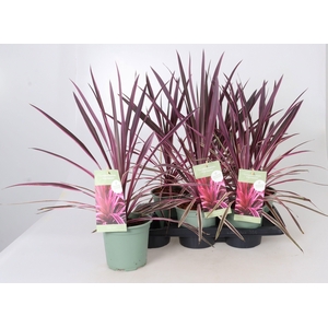 CORD AUS VARIEGAT