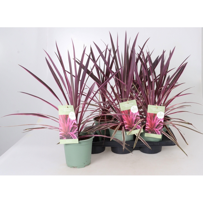 <h4>CORD AUS VARIEGAT</h4>