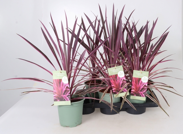 CORD AUS VARIEGAT