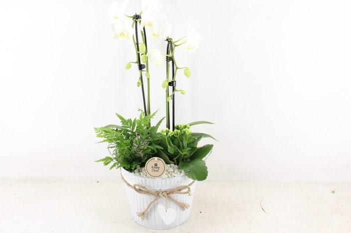 <h4>arr2 PL - Zink pot met hart Phal wit</h4>