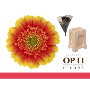 Germini Ariba  Water