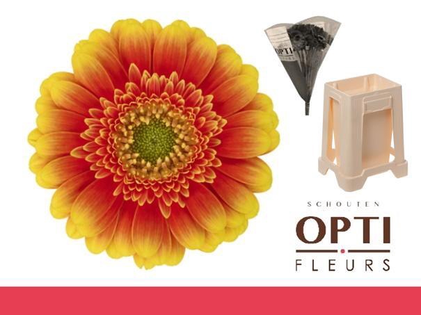 <h4>Germini Ariba  Water</h4>