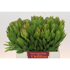 Leucadendron Goldstrike