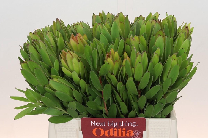 Leucadendron Goldstrike
