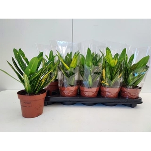 Codiaeum variegatum Sunny Star 12Ø 40cm 2pp