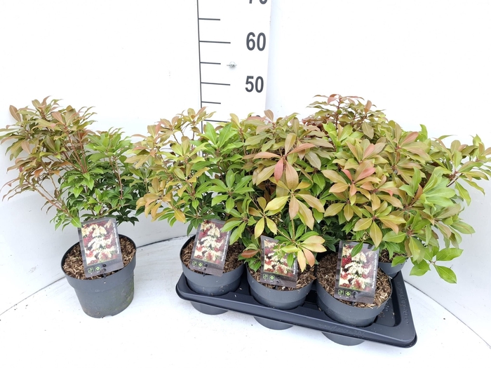 <h4>PIERIS JA MOUNT FIRE</h4>