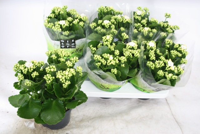 Kalanchoe Calandiva Whites 15Ø 24cm