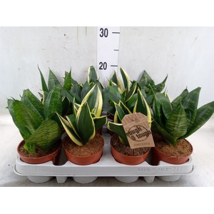 Sansevieria trifa. 'Hahnii'