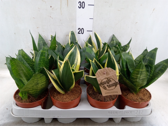 <h4>Sansevieria trifa. 'Hahnii'</h4>