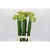 Ornithogalum Saundersiae