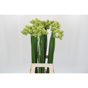 Ornithogalum Saundersiae
