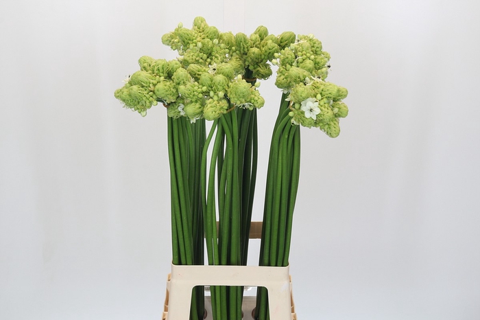 <h4>Ornithogalum Saundersiae</h4>