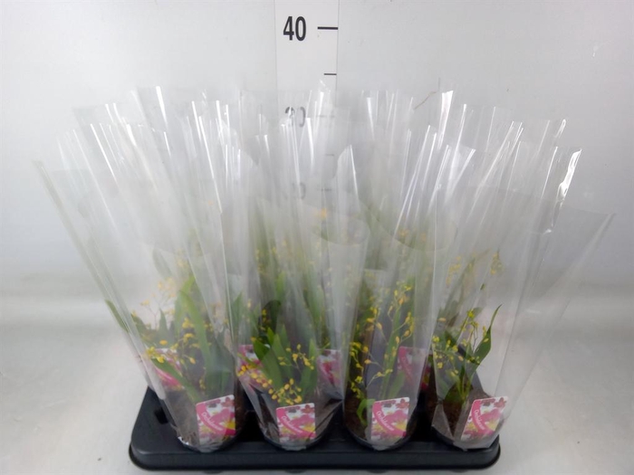 <h4>Oncidium   ...</h4>