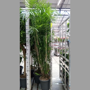Chamaedorea seifrizii