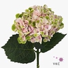 Hydrangea mag revolution classic