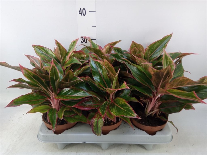 <h4>Aglaonema   ...</h4>