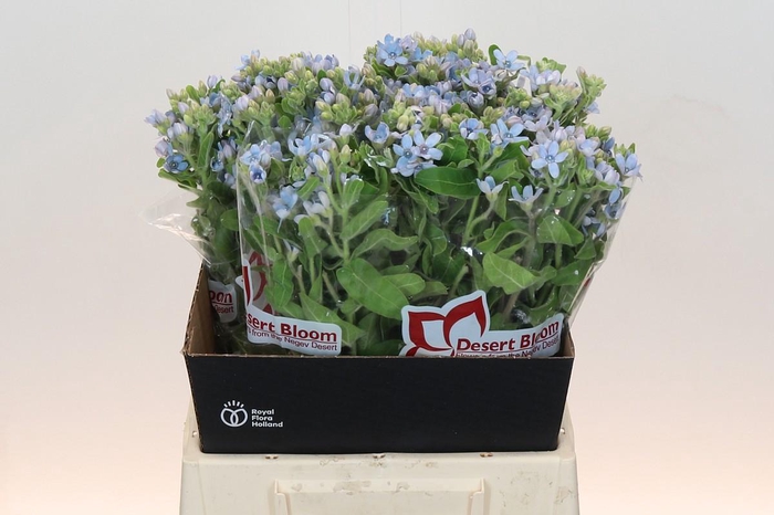 Oxypetalum Tweedia Blue