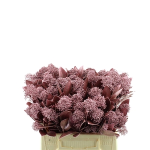 Skimmia Rubella Geverfd