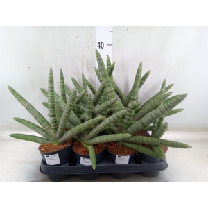 Sansevieria cyl.  ...