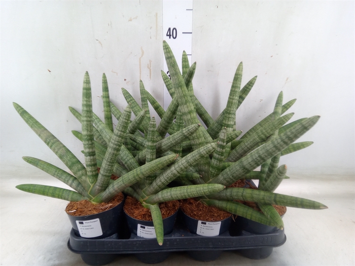 <h4>Sansevieria cyl.  ...</h4>