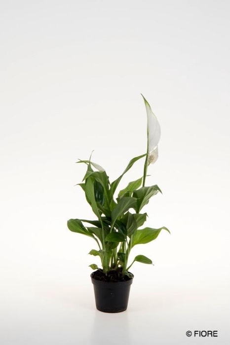 <h4>SPATHIPHYLLUM WALLISII</h4>