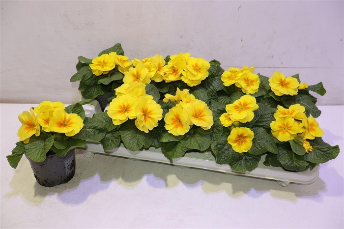 <h4>Prim Ac C Gold Yell</h4>