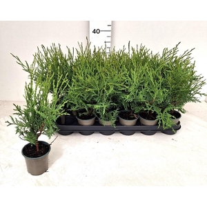 THUJA O LIT CHAMPION