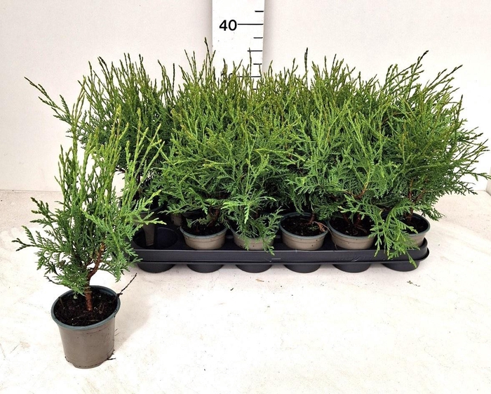 <h4>THUJA O LIT CHAMPION</h4>
