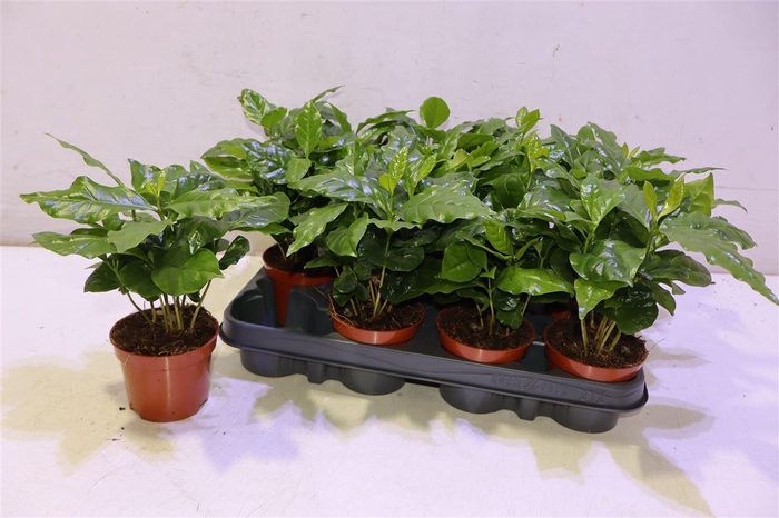 <h4>arr8 Coffea Arabica</h4>