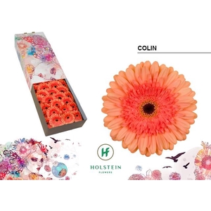Gerbera Colin Doos