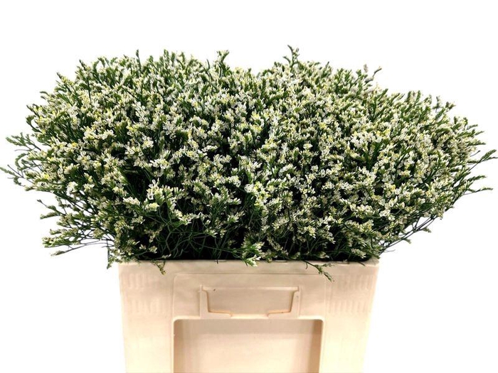 <h4>LIM SIN CHINA WHITE</h4>
