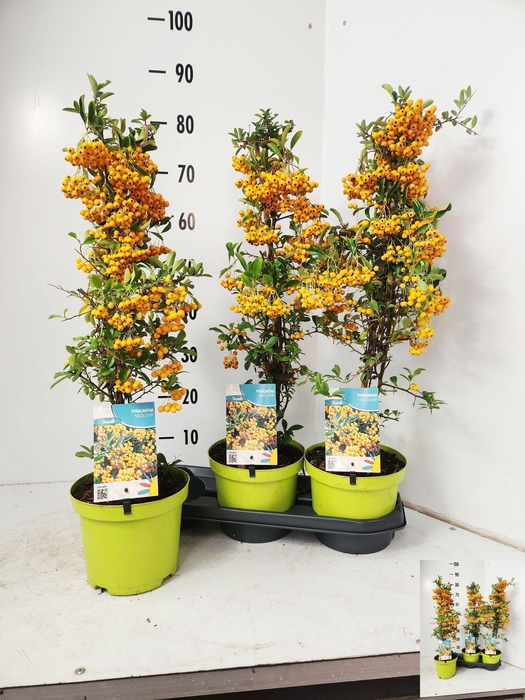 <h4>PYRAC SOLEIL D'OR</h4>