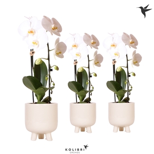 Kolibri Orchids Niagara fall 1 spike white in gummy travertine