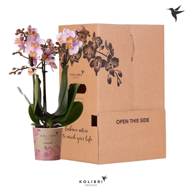 <h4>Kolibri Orchids Phalaenopsis Pink 3 spike no sleeve</h4>