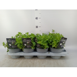 Mentha spicata