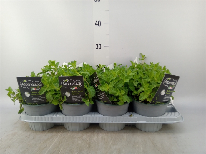 <h4>Mentha spicata</h4>