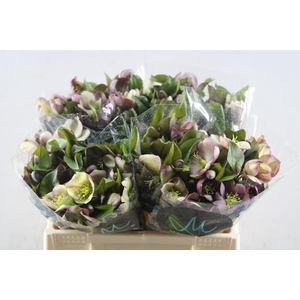 Hell Mammoth Pink L35