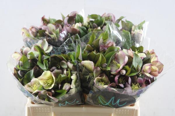 <h4>Hell Mammoth Pink L35</h4>