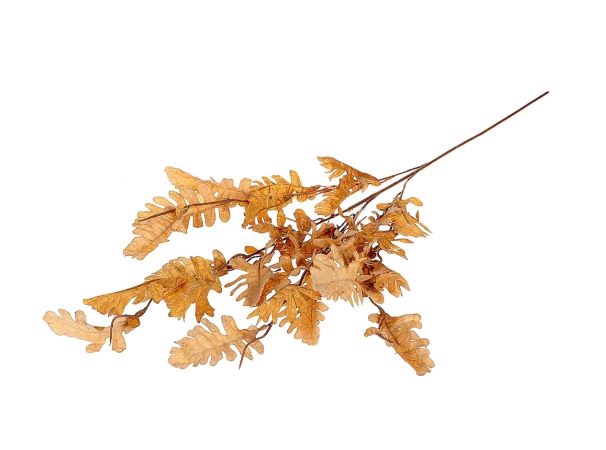 Branch Leaf Persian L105