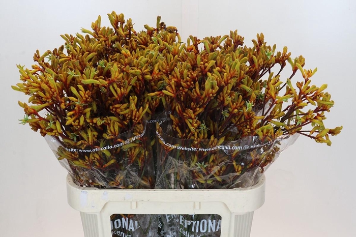 Kangaroo Paw Gold Fever