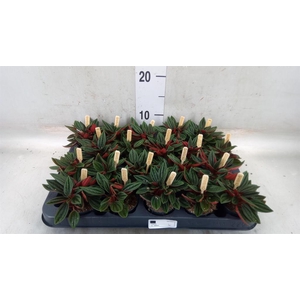 Peperomia caperata 'Rosso'