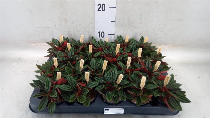 <h4>Peperomia caperata 'Rosso'</h4>
