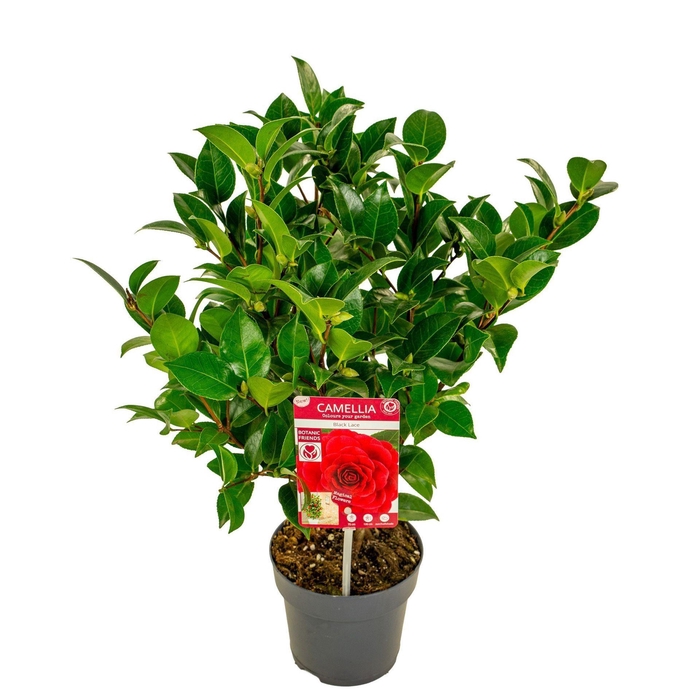 <h4>Camellia japonica</h4>