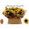 Helianthus Orange Fire