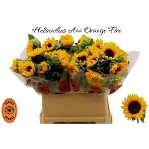 Helianthus Orange Fire