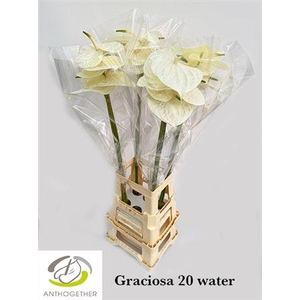Anth A Graciosa